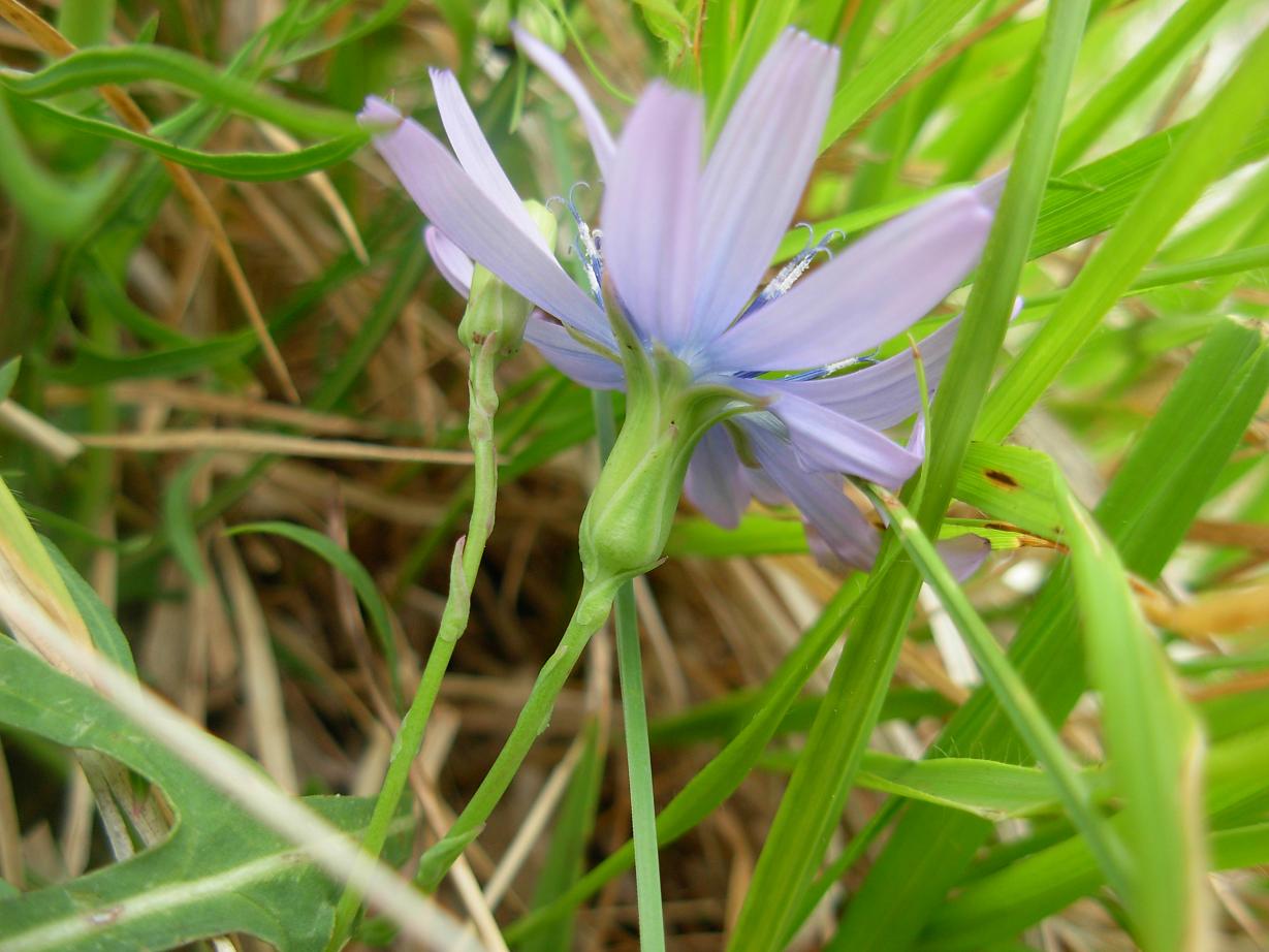 Lactuca perennis / Lattuga rupestre